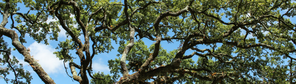 5 stappen van moeder tot low tox zalf formulator 1